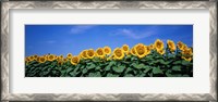 Framed Field Of Sunflowers, Bogue, Kansas, USA