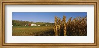 Framed Corn in a field after harvest, along SR19, Ohio, USA