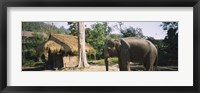 Framed Elephant standing outside a hut in a village, Chiang Mai, Thailand