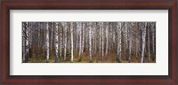 Framed Silver birch trees in a forest, Narke, Sweden