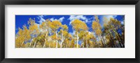 Framed USA, Colorado, Uncompahgre Nationa Forest