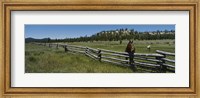 Framed Two horses in a field, Arizona, USA