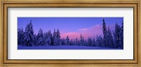 Framed Forest In Winter, Dalarna, Sweden