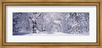 Framed Snow covered trees in a forest, Yosemite National Park, California, USA