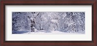 Framed Snow covered trees in a forest, Yosemite National Park, California, USA