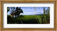 Framed Rice paddies in a field, Saga Prefecture, Kyushu, Japan