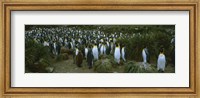 Framed High angle view of a colony of King penguins, Royal Bay, South Georgia Island, Antarctica