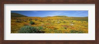 Framed View Of Blossoms In A Poppy Reserve, Antelope Valley, Mojave Desert, California, USA