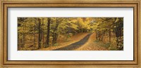 Framed Autumn Road, Emery Park, New York State, USA