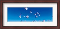 Framed Birds in flight Flagler Beach FL USA