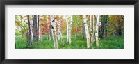 Framed Birch trees in a forest, Acadia National Park, Maine