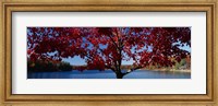 Framed Close-up of a tree, Walden Pond, Concord, Massachusetts, USA