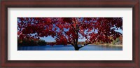 Framed Close-up of a tree, Walden Pond, Concord, Massachusetts, USA