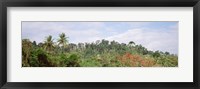 Framed Plant growth in a forest, Manual Antonia National Park, Quepos, Costa Rica