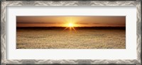 Framed Rice Field, Sacramento Valley, California, USA