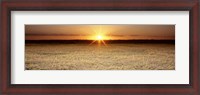 Framed Rice Field, Sacramento Valley, California, USA