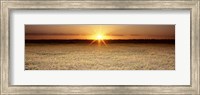 Framed Rice Field, Sacramento Valley, California, USA