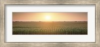 Framed View Of The Corn Field During Sunrise, Sacramento County, California, USA