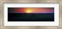 Framed Corn field at sunrise Sacramento Co CA USA