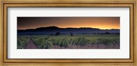 Framed Vineyards on a landscape, Napa Valley, California, USA