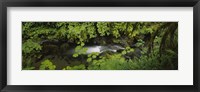 Framed High angle view of a lake in the forest, Willaby Creek, Olympic National Forest, Washington State, USA