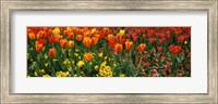 Framed Tulips in a field, St. James's Park, City Of Westminster, London, England