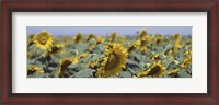 Framed USA, California, Central Valley, Field of sunflowers
