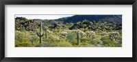 Framed Saguaro cactus (Carnegiea gigantea) in a field, Sonoran Desert, Arizona, USA