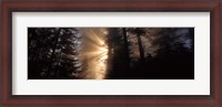 Framed God Rays, Redwoods National Park, CA
