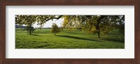 Framed Trees In A Field, Aargau, Switzerland