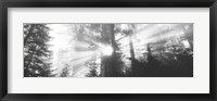 Framed Road, Redwoods Park, California, USA