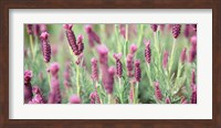 Framed High angle view of Italian Lavender