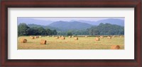 Framed Hay bales in a field, Murphy, North Carolina, USA