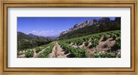 Framed France, Provence, Dentelles de Montmiral, Vineyard on the mountain