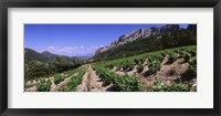 Framed France, Provence, Dentelles de Montmiral, Vineyard on the mountain
