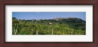 Framed Low Angle View Of A Vineyard, San Gimignano, Tuscany, Italy