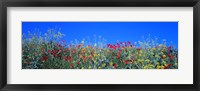 Framed Poppy field Tableland N Germany