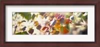 Framed Chinese Tallow Leaves