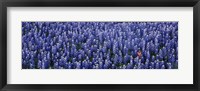 Framed Bluebonnet flowers in a field, Hill county, Texas, USA
