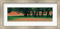 Framed Indian Paintbrushes And Scattered Oaks, Texas Hill Co, Texas, USA
