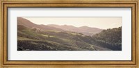 Framed High angle view of a vineyard in a valley, Sonoma, Sonoma County, California, USA