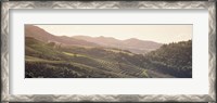 Framed High angle view of a vineyard in a valley, Sonoma, Sonoma County, California, USA