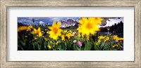 Framed Daisies, Flowers, Field, Mountain Landscape, Snowy Mountain Range, Wyoming, USA, United States