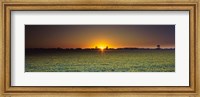 Framed Field of Safflower at dusk, Sacramento, California, USA