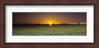 Framed Field of Safflower at dusk, Sacramento, California, USA