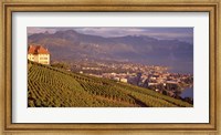 Framed Vineyard at a hillside, Lake Geneva, Vevey, Vaud, Switzerland