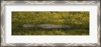 Framed Alligator flowing in a canal, Big Cypress Swamp National Preserve, Tamiami, Ochopee, Florida, USA