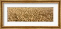 Framed Wheat crop in a field, Otter Tail County, Minnesota, USA