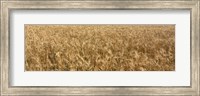 Framed Wheat crop in a field, Otter Tail County, Minnesota, USA