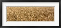 Framed Wheat crop in a field, Otter Tail County, Minnesota, USA